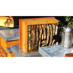 Мед: коли і як правильно збирати