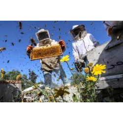 Догляд за бджолами взимку