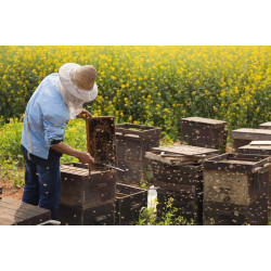 Який вулик обрати бджоляру-початківцю