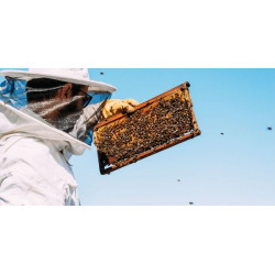 Чим корисні бджоли 