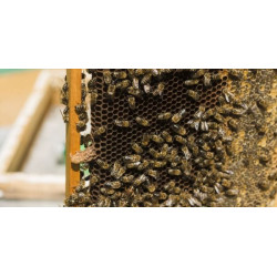 Як розводити бджіл: про що варто знати пасічникам