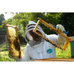 Загальні правила весняного огляду бджолиних сімей