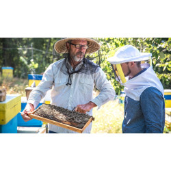 Як збільшити пасіку своїми руками без шкоди для медозбору