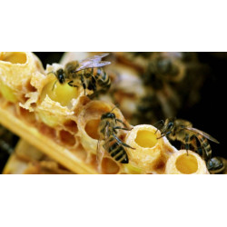 Бджолине молочко – натуральний еліксир молодості?