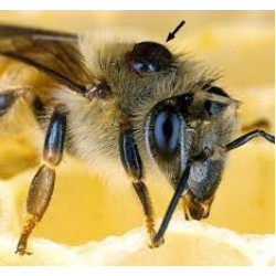 Акарапідоз та вароатоз бджіл: як виявити та лікувати