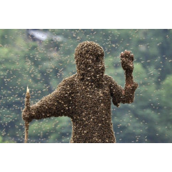 Як ефективно боротися з роїнням бджіл