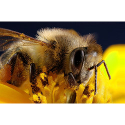 Скільки живе бджола