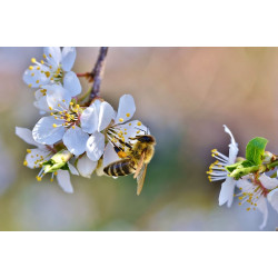 Як бджоли роблять мед