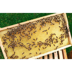 Який краще вибрати розмір бджолиної рамки?