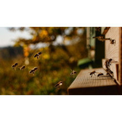 Бджолярство у вуликах-лежаках