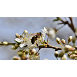 Травень – найкраща пора для формування відводків