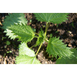 Користь дводомної кропиви