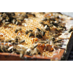 Нозематоз бджіл – профілактика та лікування хвороби