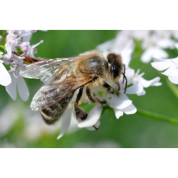 Апітерапія: лікування бджолами та бджолиною отрутою