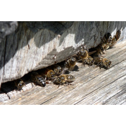 Карпатська бджола – характеристика породи Карпатка