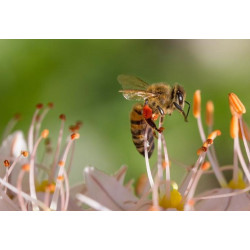 Апітоксин (бджолина отрута)