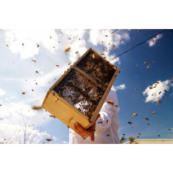 Бджолопакети і їх види