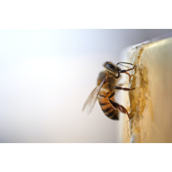 Як бджола робить віск