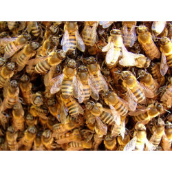 Чому бджоли восени залишають вулик