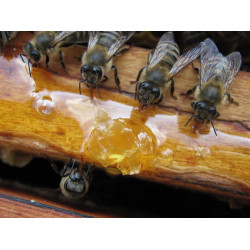 Як годувати бджіл сиропом