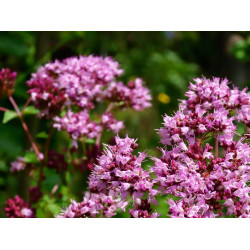 Користь і шкода материнки