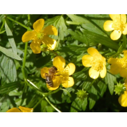 Токсикоз бджіл: основні причини отруєння