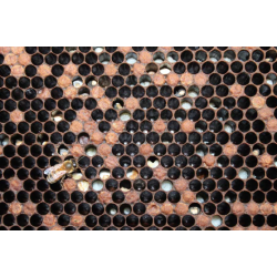 Що таке аскосфероз і як його лікувати