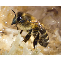 Бакфаст або карніка: що краще, детальне порівняння