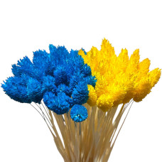 Фаляріс декоративний (10 штук)