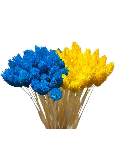 Фаляріс декоративний (10 штук)