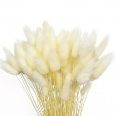 Лагурус декоративний (10 штук, білий)