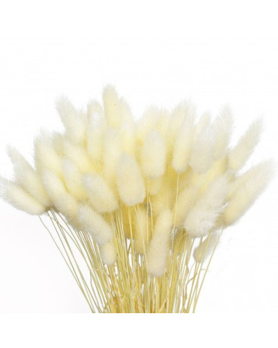 Лагурус декоративний (10 штук, білий)