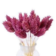 Фаляріс декоративний (5 штук, бордовий)