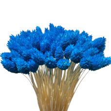 Фаляріс декоративний (10 штук, синій)