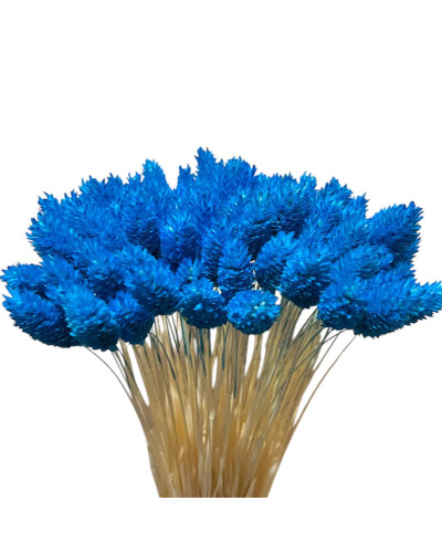 Фаляріс декоративний (10 штук, синій)