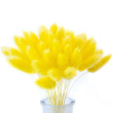 Лагурус декоративний (10 штук, жовтий)