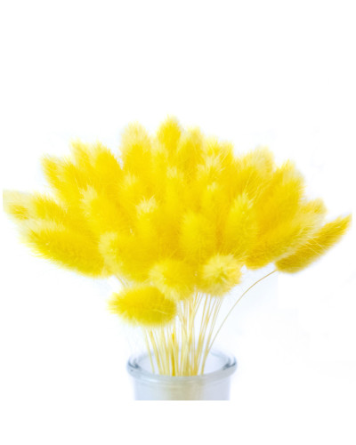 Лагурус декоративний (10 штук, жовтий)
