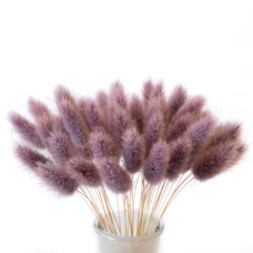 Лагурус декоративний (10 штук, фіолетовий)
