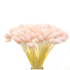 Лагурус декоративний (10 штук, св. рожевий)