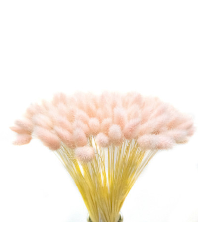 Лагурус декоративний (10 штук, св. рожевий)