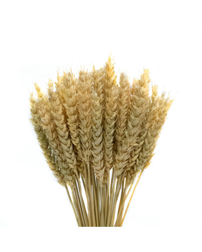 Колоски пшениці натуральні (велика,10 штук)
