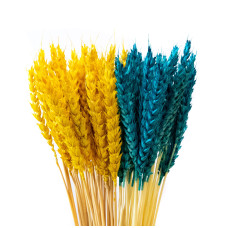 Колоски пшениці декоративні (10 штук, 8-10 см)