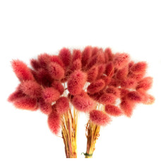 Лагурус декоративний (10 штук, бордовий)