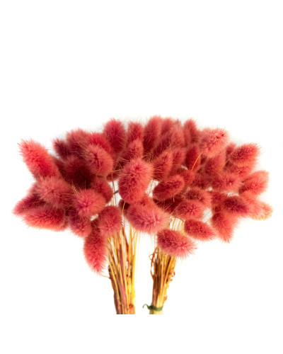 Лагурус декоративний (10 штук, бордовий)