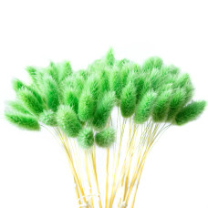 Лагурус декоративний (10 штук, зелений)