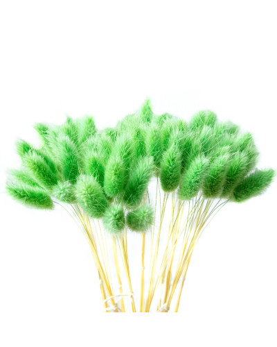 Лагурус декоративний (10 штук, зелений)