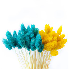 Фаляріс декоративний (10 штук, голубий/жовтий)