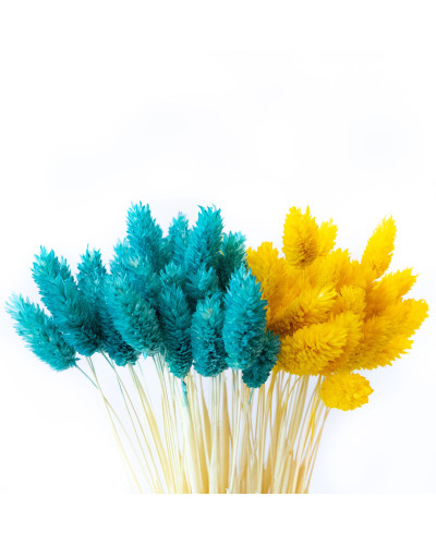 Фалярис декоративный (10 штук, голубой/желтый)