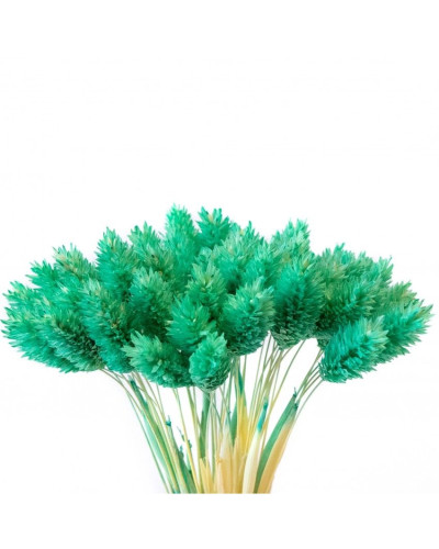 Фаляріс декоративний (10 штук, бірюзовий)