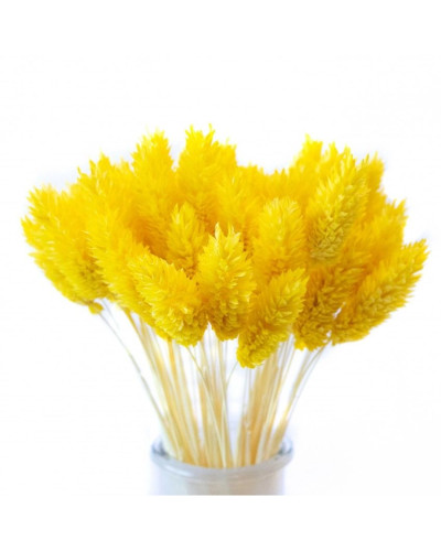 Фаляріс декоративний (10 штук, жовтий)